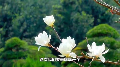 玉兰花树风水|玉兰花不适宜在家种？它的风水禁忌你信吗？